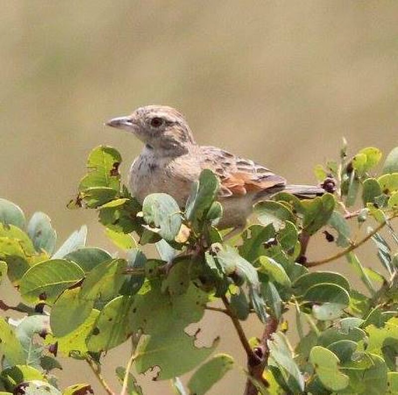 Angola Lark (Amirafra angolensis) photo