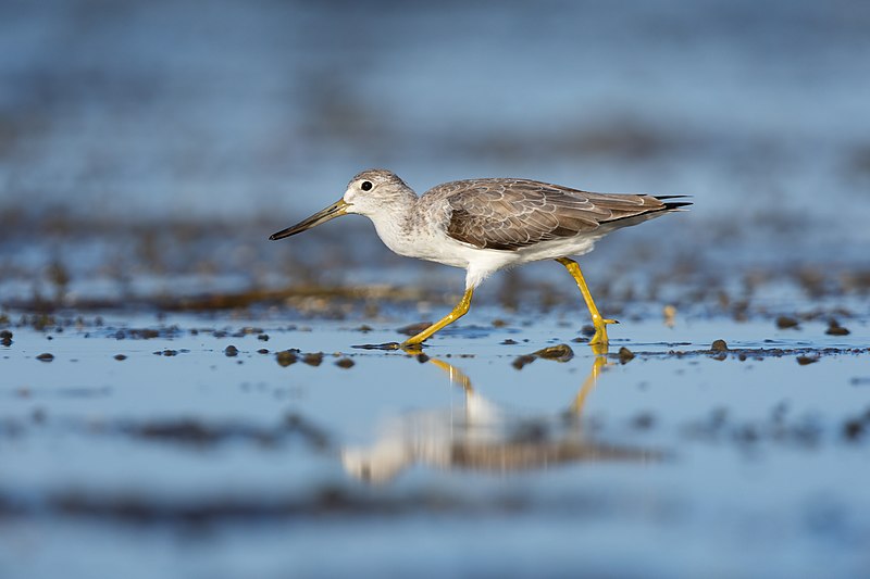 Nordmann's Greenshank (Tringa guttifer) photo