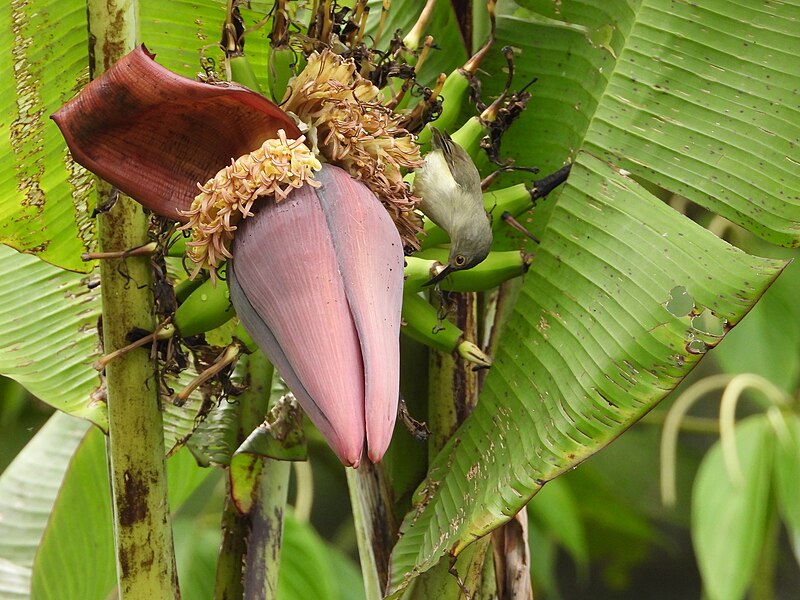 Spectacled Longbill (Oedistoma iliolophus) photo