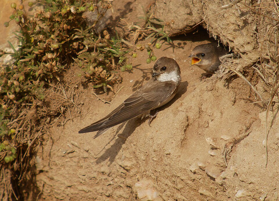 Bank Swallow (Riparia riparia)
