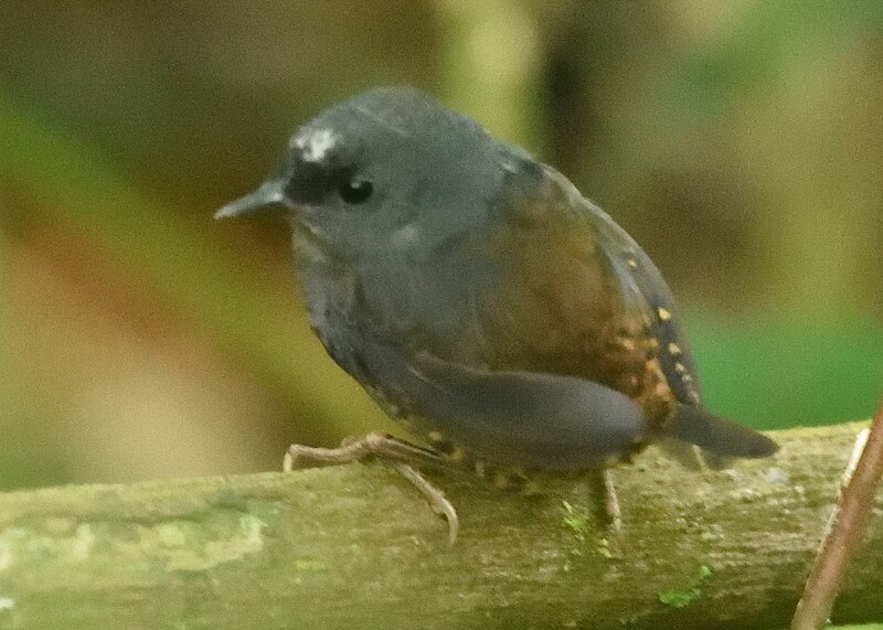 Santa Marta Tapaculo (Scytalopus sanctaemartae) photo