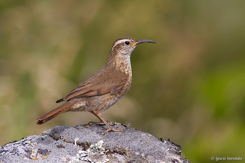 Patagonian Forest Earthcreeper (Upucerthia saturatior) photo
