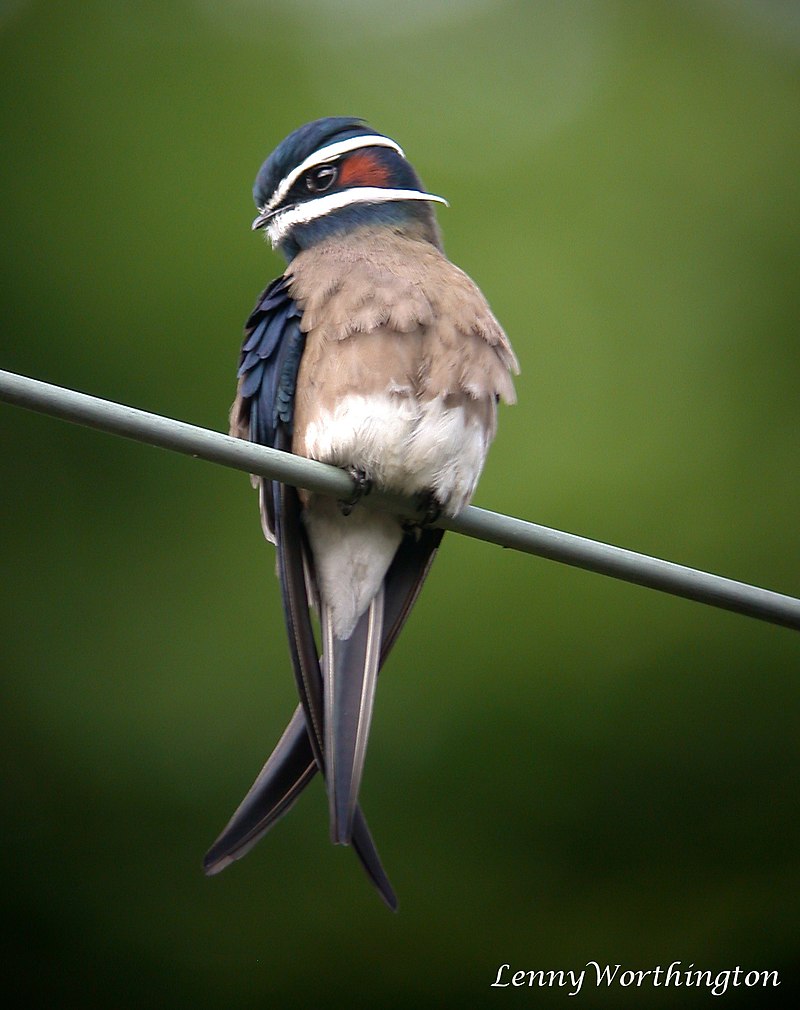 Whiskered Treeswift (Hemiprocne comata) photo