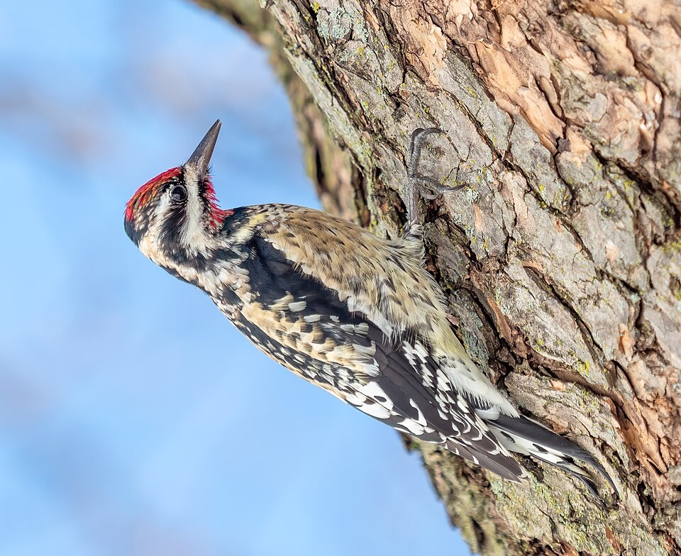 Yellow-bellied Sapsucker (Sphyrapicus varius)