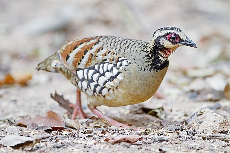 Bar-backed Partridge (Arborophila brunneopectus) photo