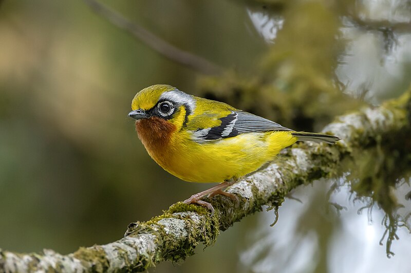 Black-eared Shrike-Babbler (Pteruthius melanotis) photo