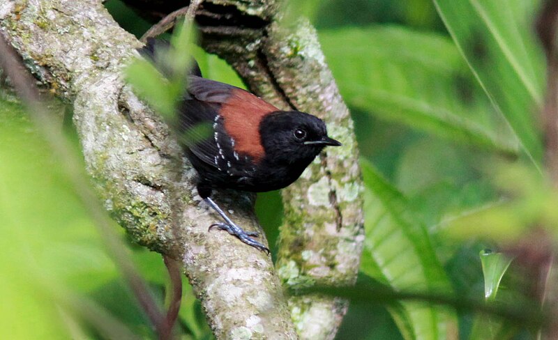 Black-hooded Antwren (Formicivora erythronotos) photo