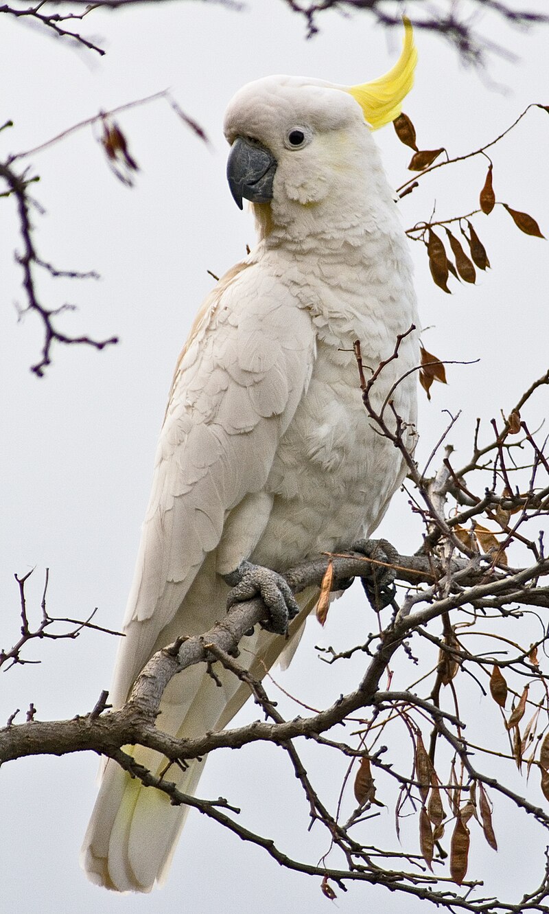 Sulphur-crested Cockatoo (Cacatua galerita) photo