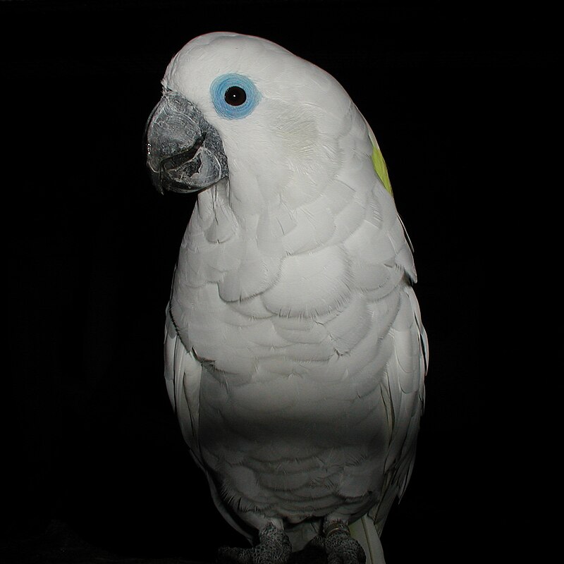 Blue-eyed Cockatoo (Cacatua ophthalmica) photo