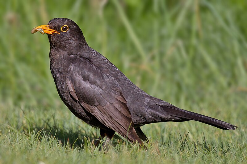 Eurasian Blackbird (Turdus merula) photo
