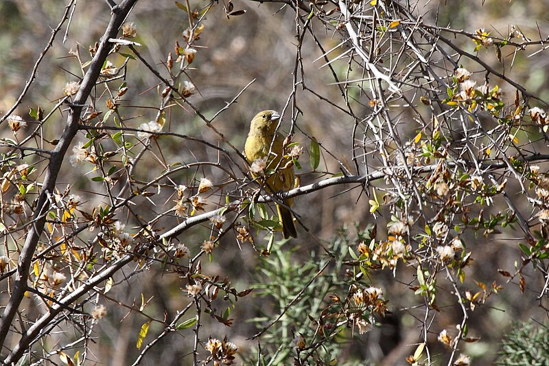 Greenish Yellow-Finch (Sicalis olivascens) photo