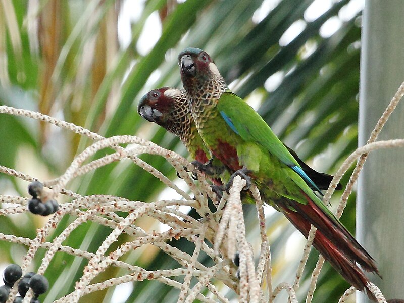 Perija Parakeet (Pyrrhura caeruleiceps) photo