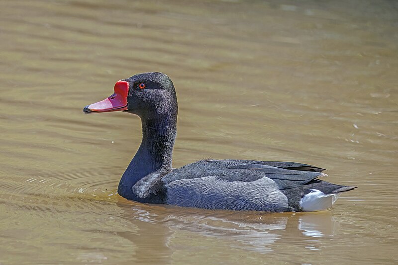 Rosy-billed Pochard (Netta peposaca) photo