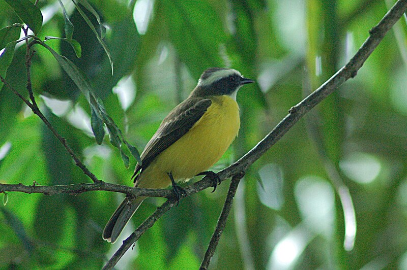 White-ringed Flycatcher (Conopias albovittatus) photo