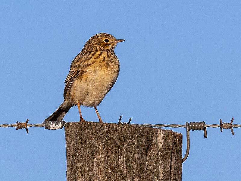 Pampas Pipit (Anthus chacoensis) photo