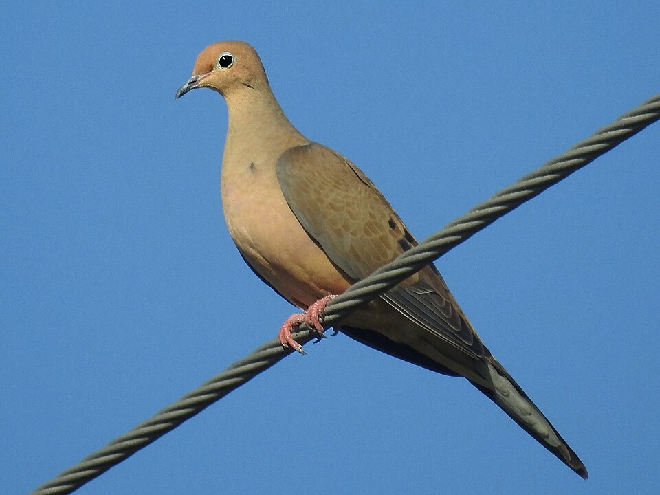 Mourning Dove (Zenaida macroura)