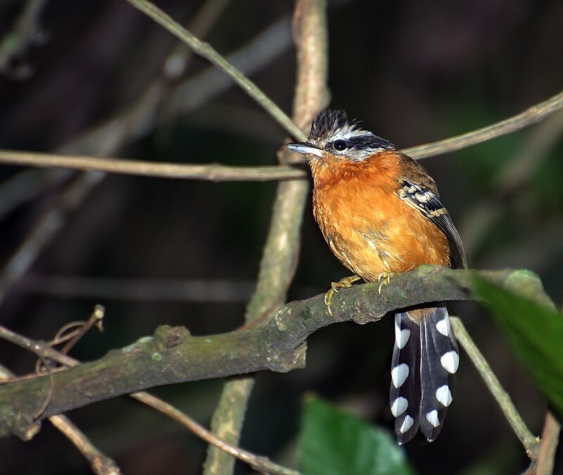 Ferruginous Antbird (Drymophila ferruginea) photo