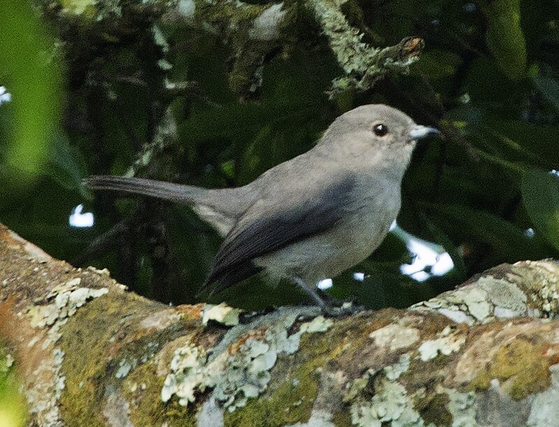 Gray-throated Tit-Flycatcher (Fraseria griseigularis) photo