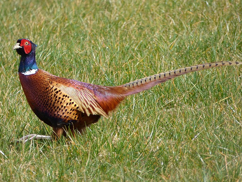 Ring-necked Pheasant (Phasianus colchicus) photo