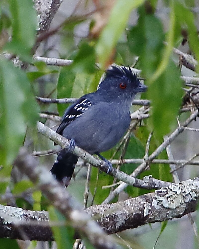 Natterer's Slaty-Antshrike (Thamnophilus stictocephalus) photo