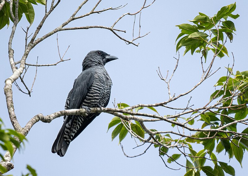 Visayan Cuckooshrike (Coracina panayensis) photo