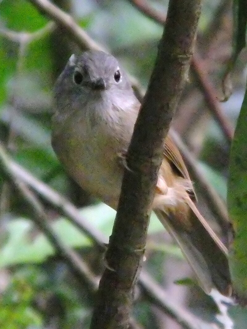 Huet's Fulvetta (Alcippe hueti) photo