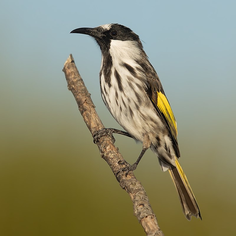 White-cheeked Honeyeater (Phylidonyris niger) photo