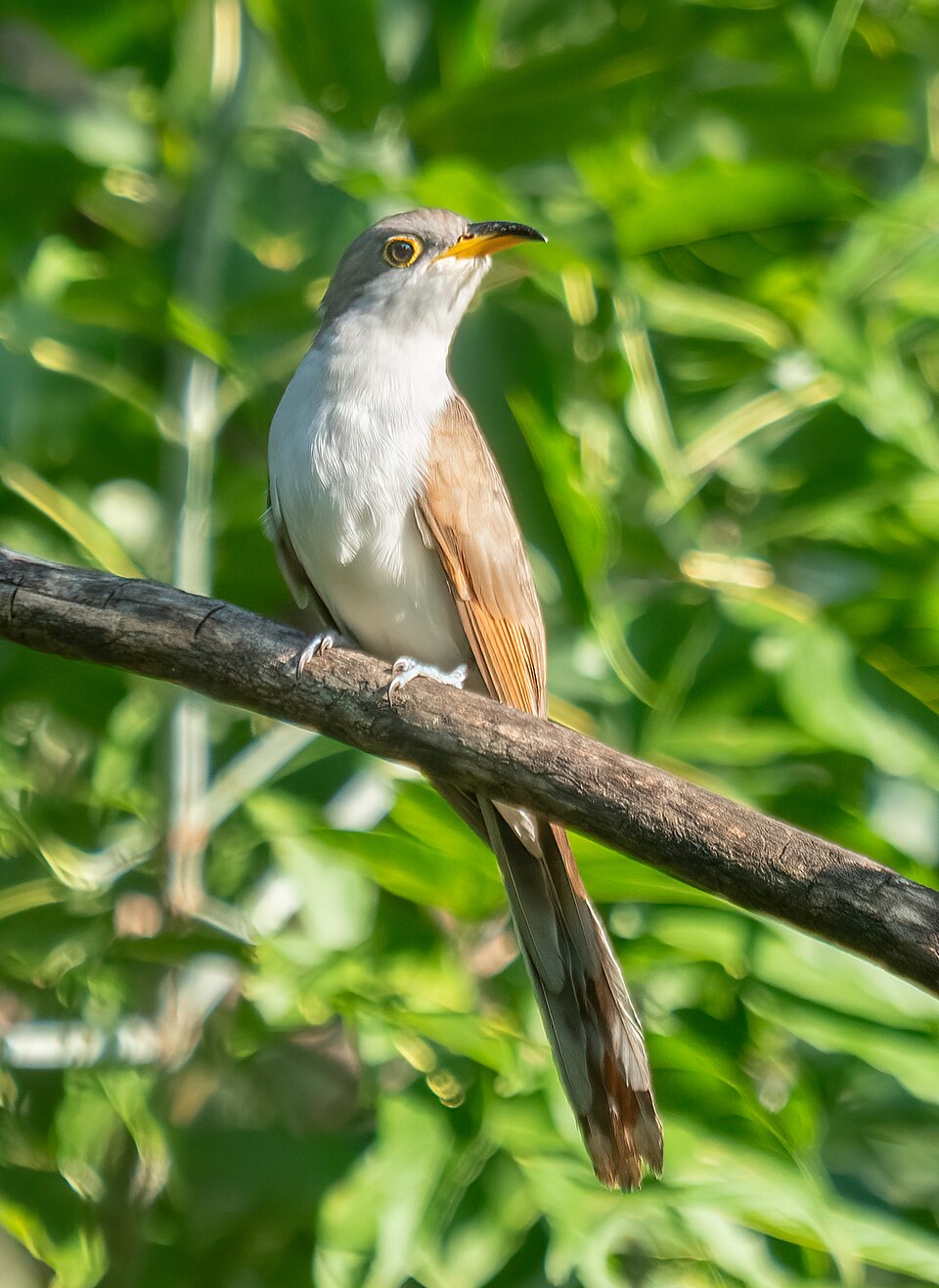 Yellow-billed Cuckoo (Coccyzus americanus)