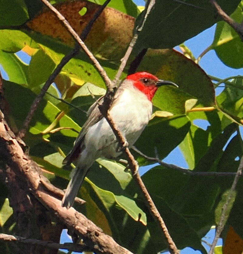 Alor Myzomela (Myzomela prawiradilagae) photo