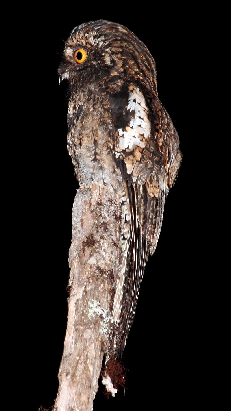 Andean Potoo (Nyctibius maculosus) photo