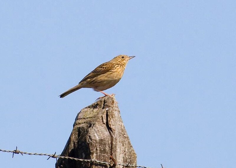 Hellmayr's Pipit (Anthus hellmayri) photo
