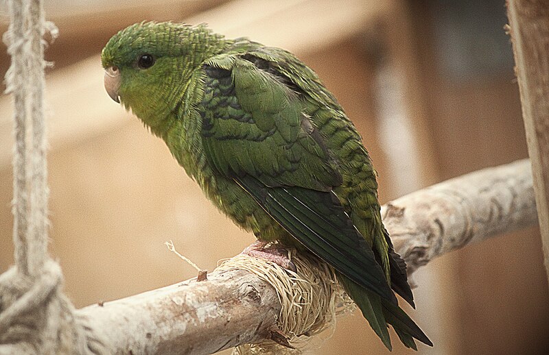 Barred Parakeet (Bolborhynchus lineola) photo