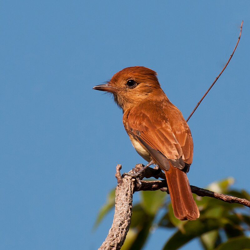 Rufous Casiornis (Casiornis rufus) photo