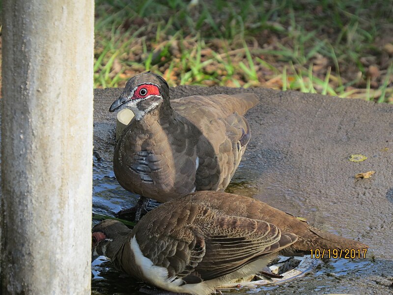 Partridge Pigeon (Geophaps smithii) photo
