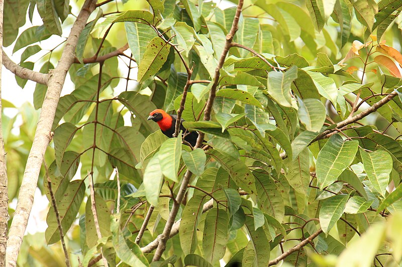 Black-throated Malimbe (Malimbus cassini) photo