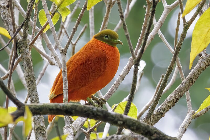 Orange Dove (Ptilinopus victor) photo