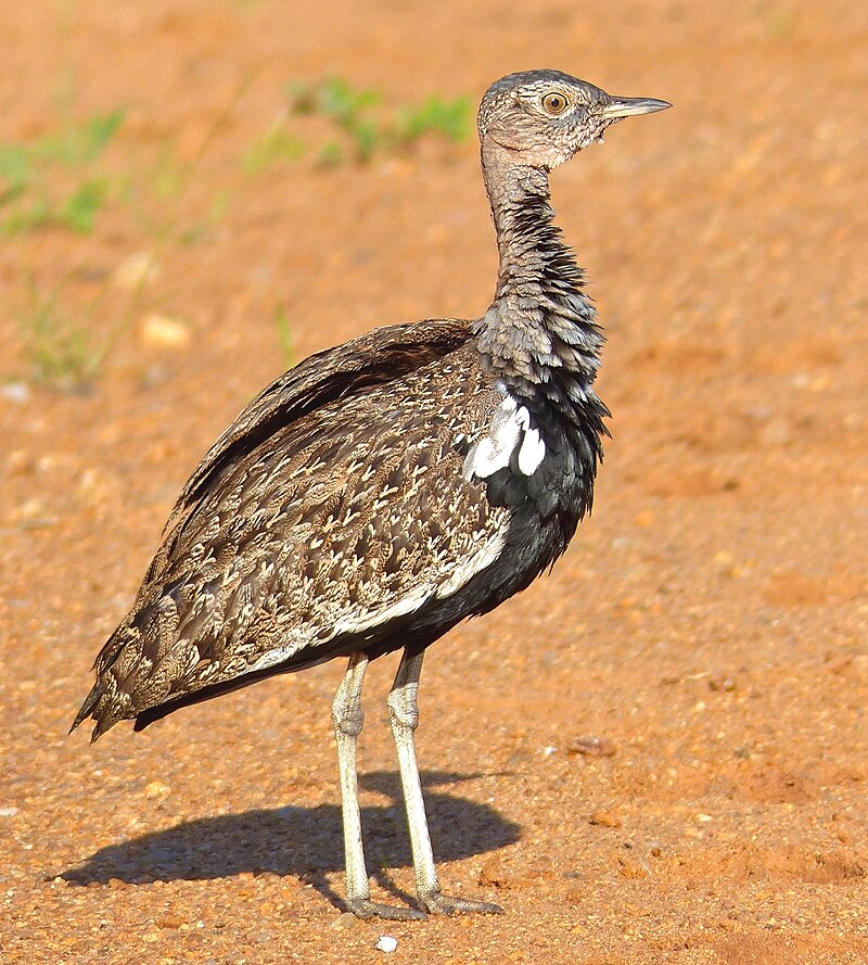 Red-crested Bustard (Lophotis ruficrista) photo