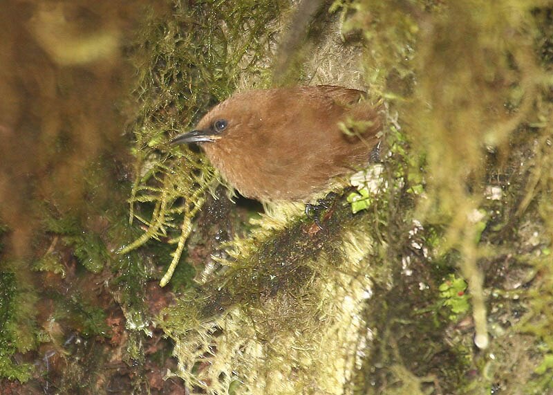 Rufous Wren (Cinnycerthia unirufa) photo