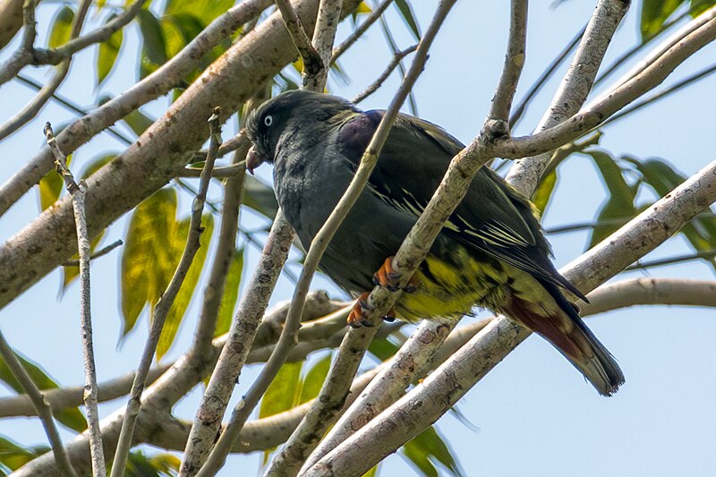 Sao Tome Green-Pigeon (Treron sanctithomae) photo