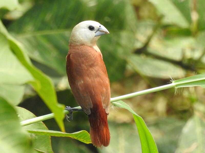 White-headed Munia (Lonchura maja) photo