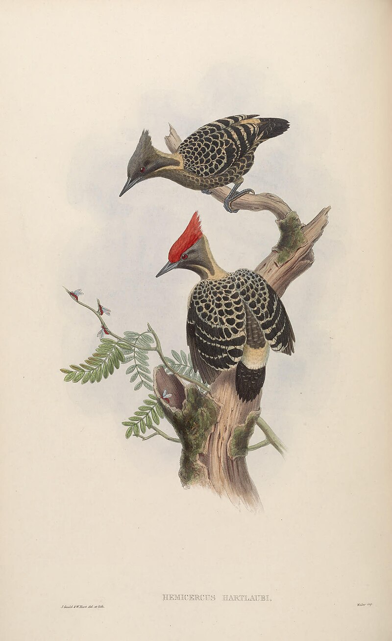 Gray-and-buff Woodpecker (Hemicircus concretus) photo