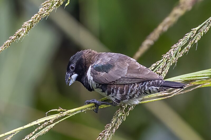 Bronze Mannikin (Spermestes cucullata) photo