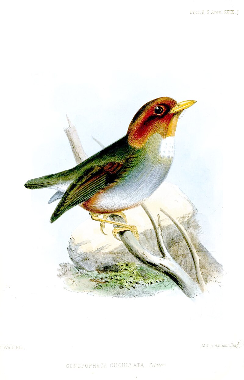 Hooded Antpitta (Grallaricula cucullata) photo