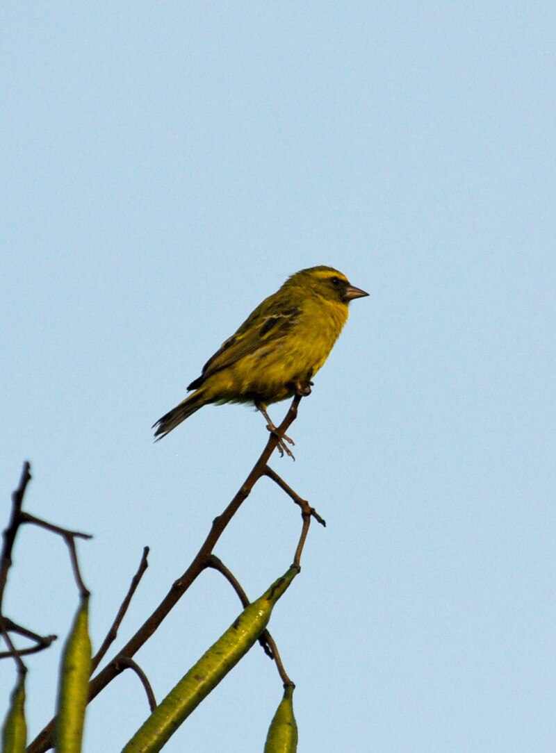 Western Citril (Crithagra frontalis) photo