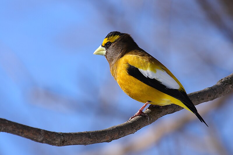 Evening Grosbeak (Hesperiphona vespertina) photo