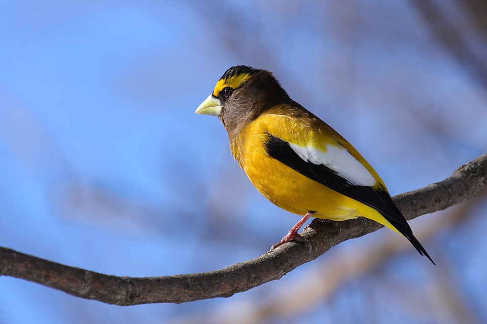 Evening Grosbeak (Coccothraustes vespertinus)