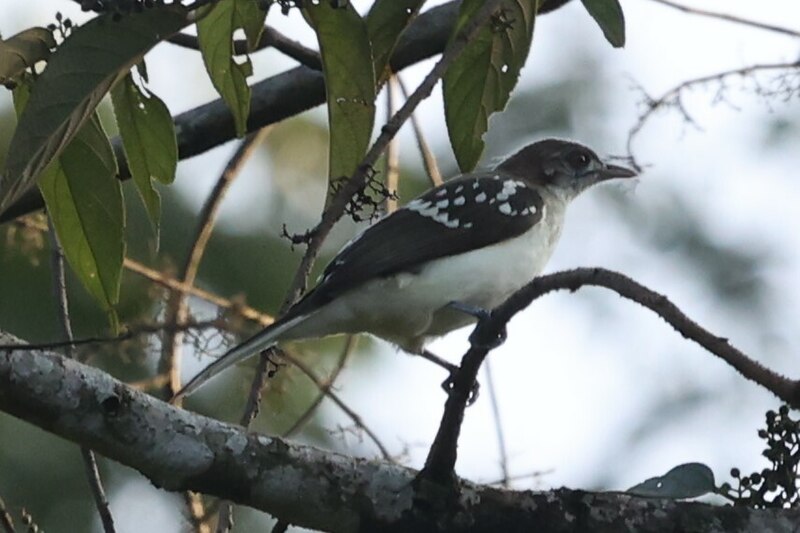 Spotted Greenbul (Ixonotus guttatus) photo