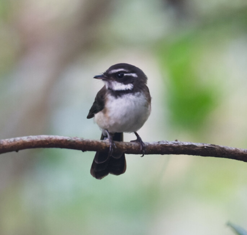 Kadavu Fantail (Rhipidura personata) photo