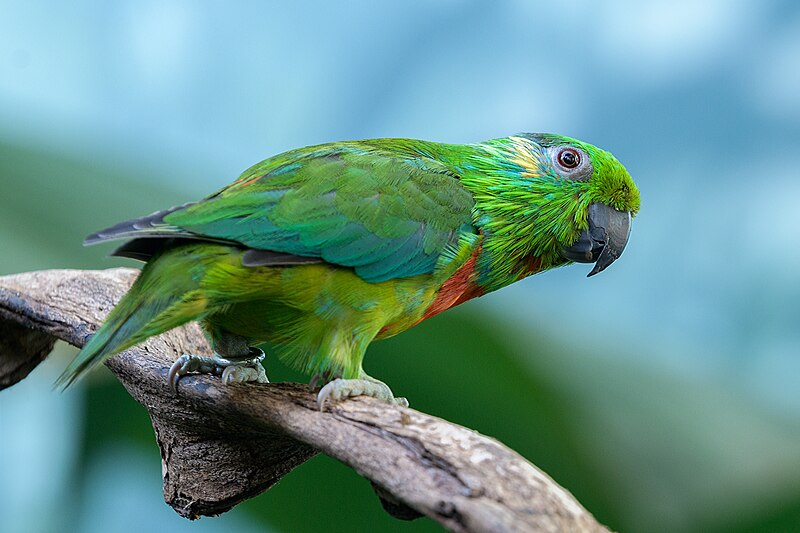 Salvadori's Fig-Parrot (Cyclopsitta salvadorii) photo