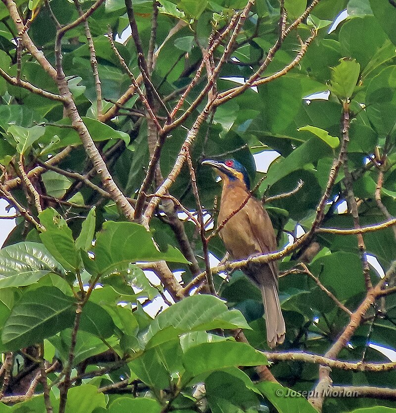 Dwarf Koel (Microdynamis parva) photo
